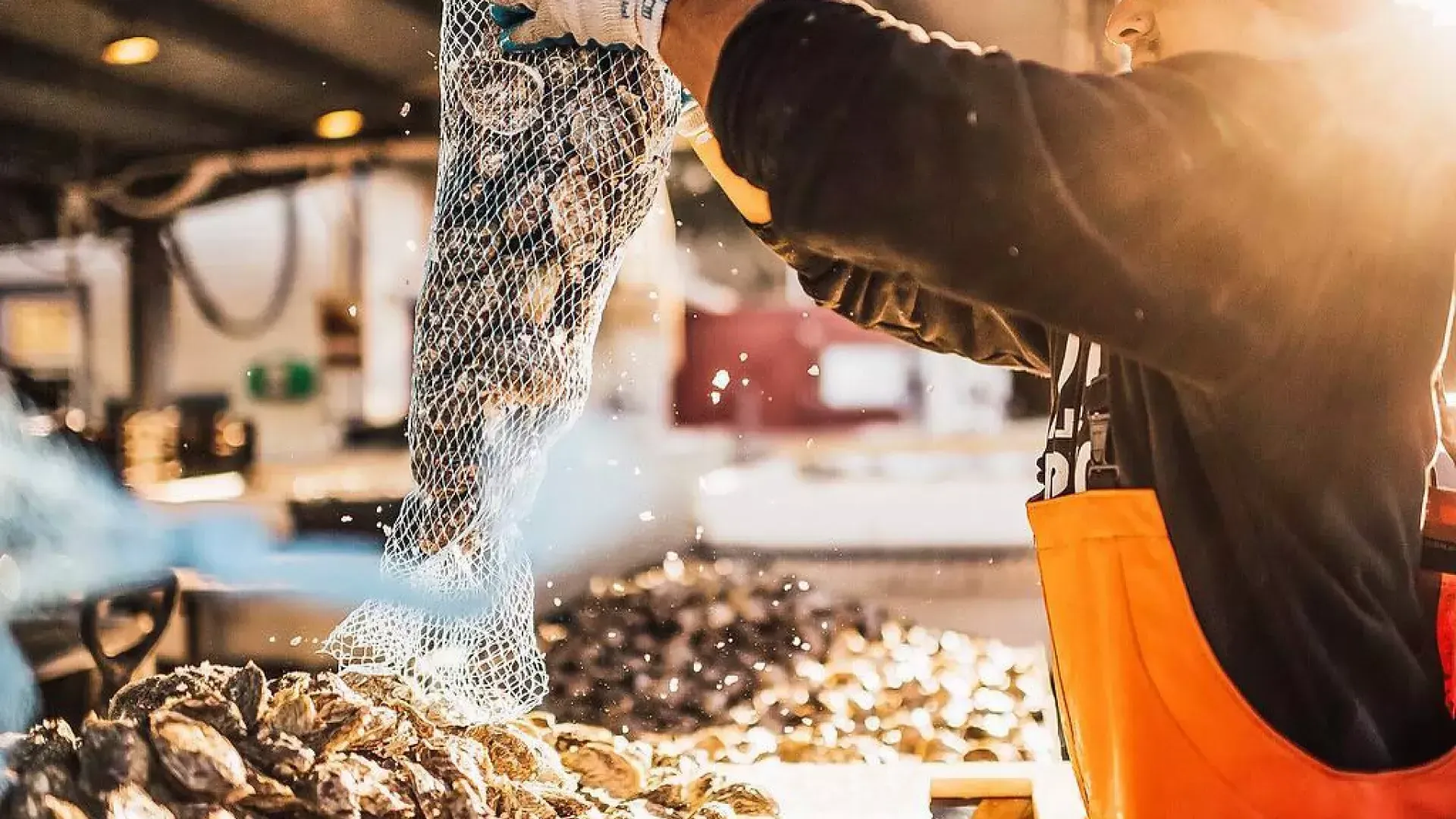 Man dumping out a bag of Oysters