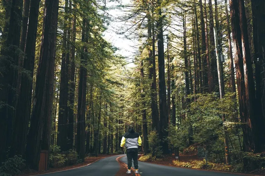 L'uomo sta con le spalle alla telecamera sulla strada che conduce attraverso alti alberi di sequoia. 