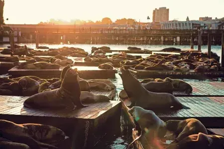 Sea Lions rest on pier 39's K Dock at Sunset