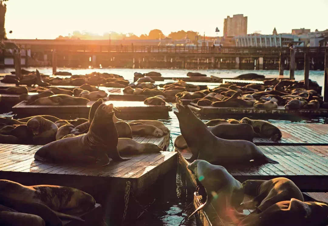 Sea Lions rest on pier 39's K Dock at Sunset