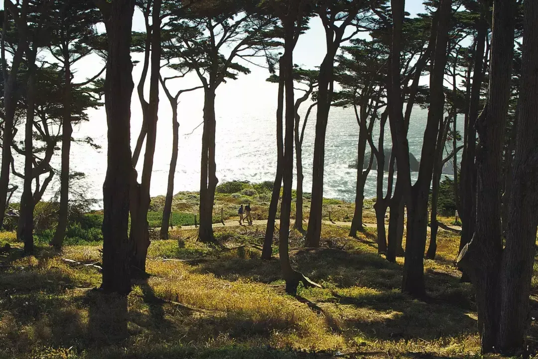 Los excursionistas caminan por una sección boscosa de Lands End Trail, 与太平洋的背景.