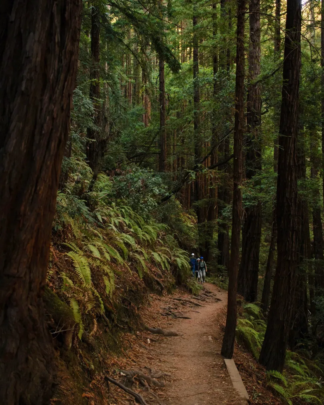 Redwood forest hiking trail